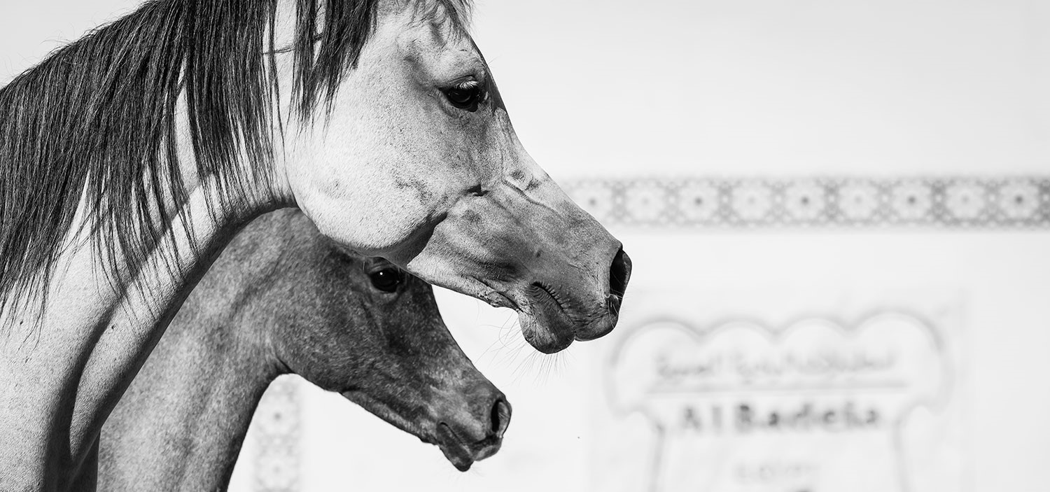 Albadeia Stud Website Albadeia Stud Website project